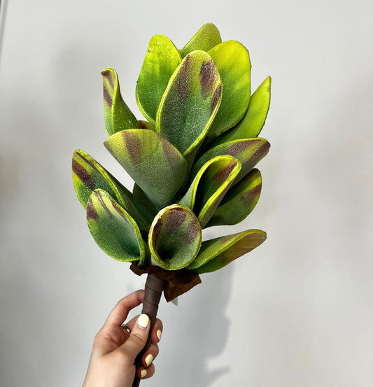 Follaje Planta CONO verde