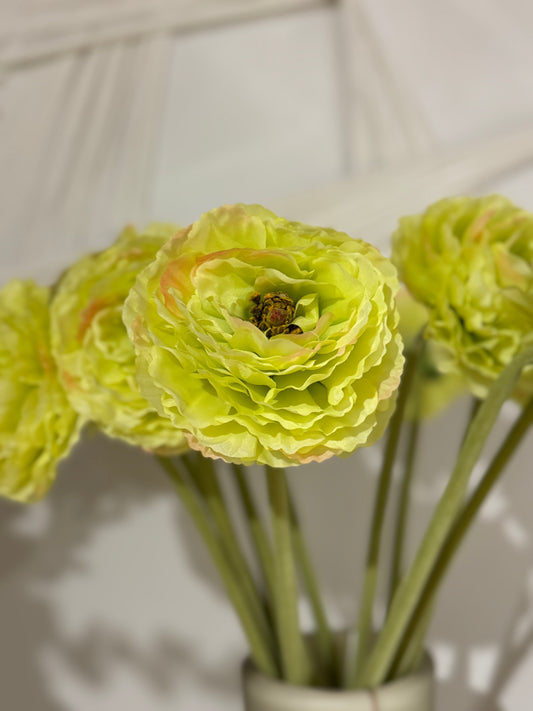 Flor RANUNCULUS verde