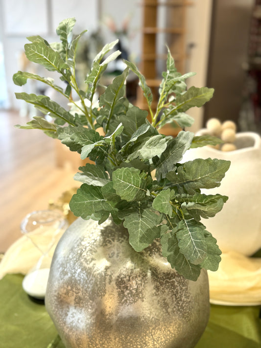 Follaje Cineraria verde