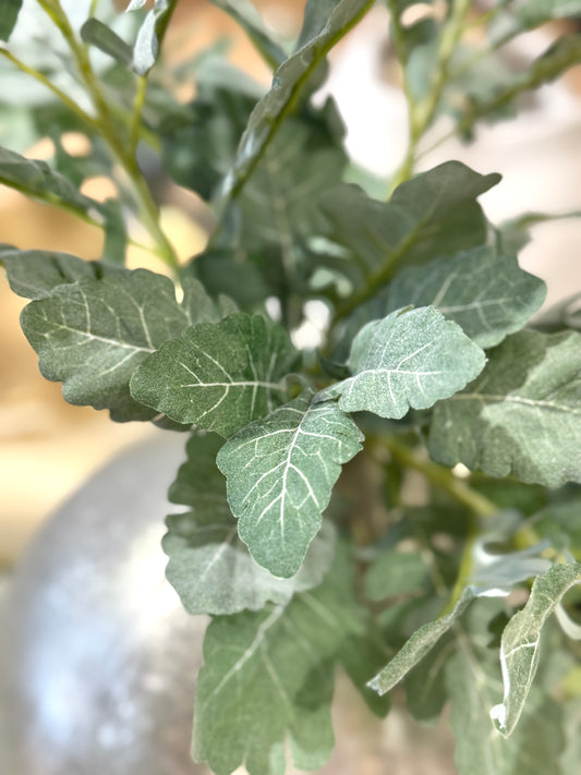 Follaje Cineraria verde