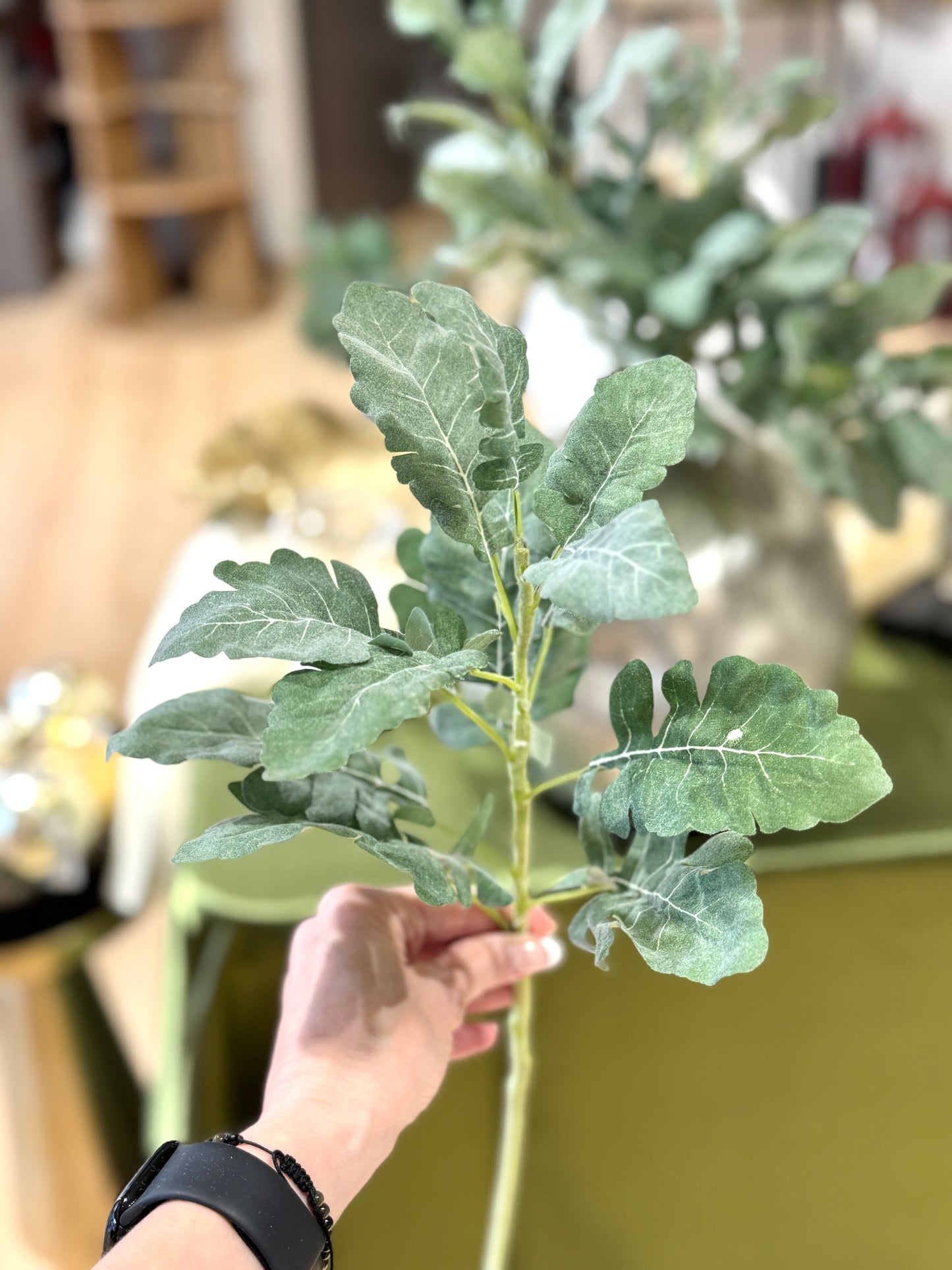 Follaje Cineraria verde