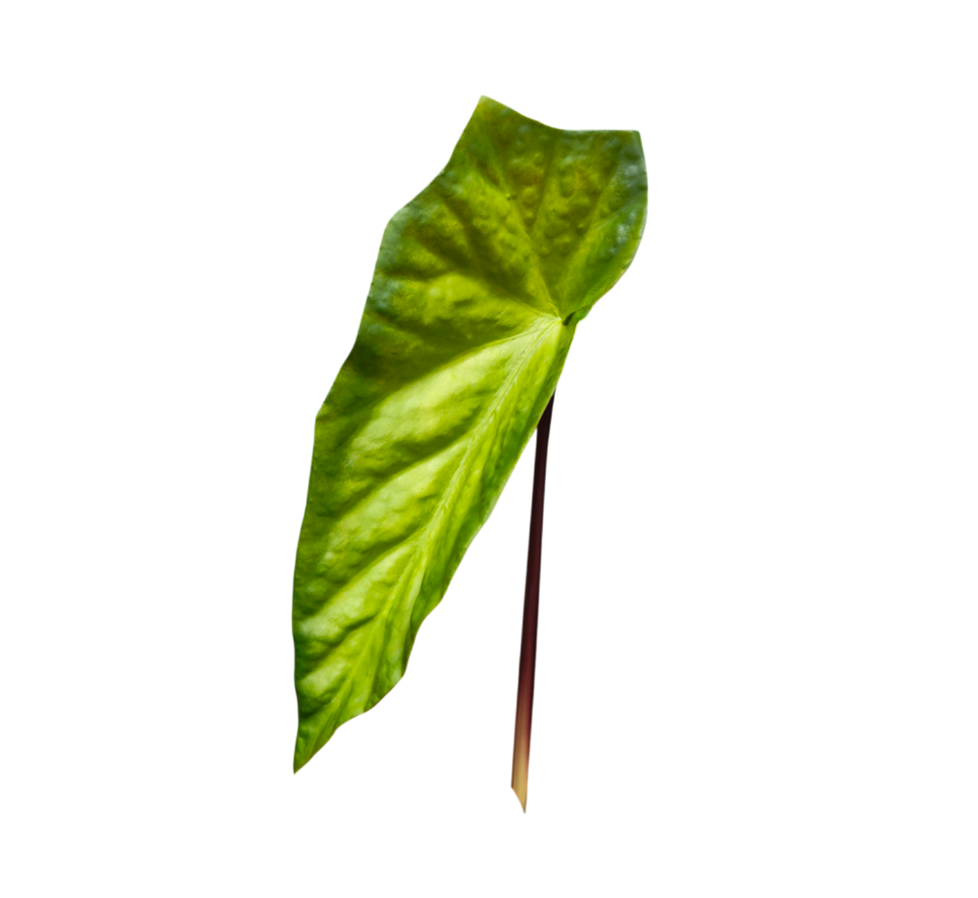 Follaje Alocasia VR