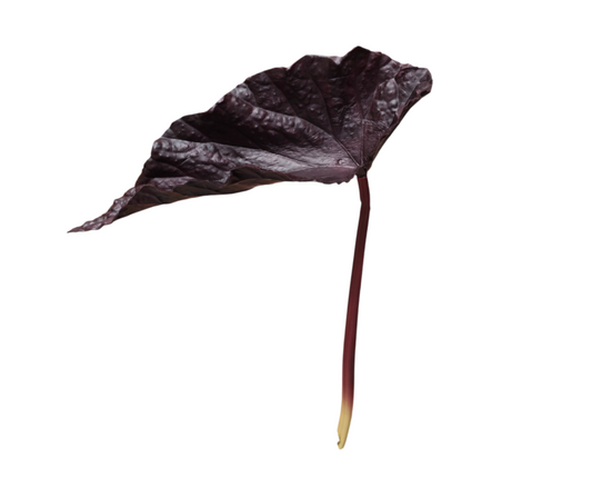 Follaje Colocasia morada