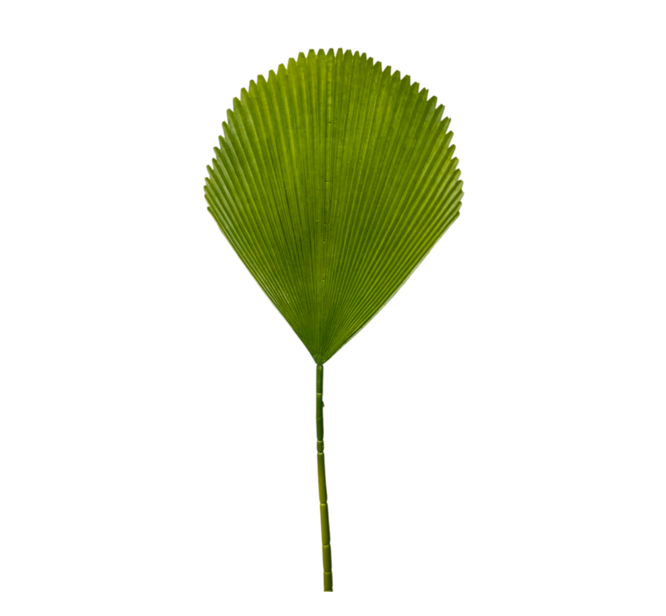 Follaje Plantas verdes VR
