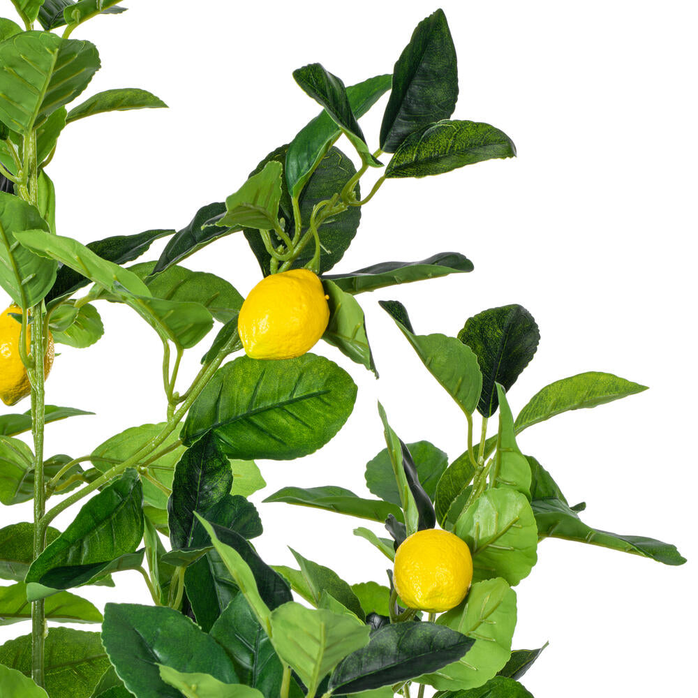 Arbol Limón