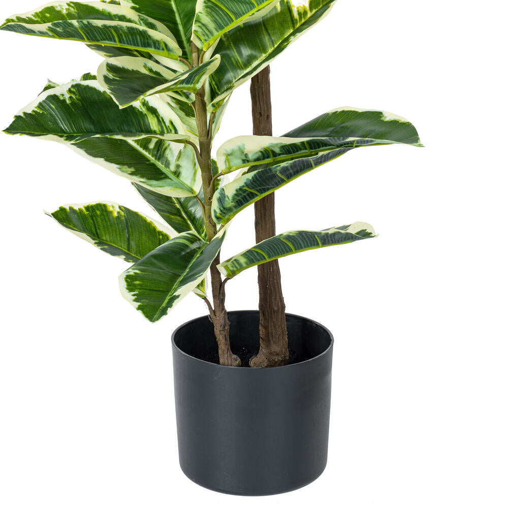 Arbol Dieffenbachia o Amoena Real Touch