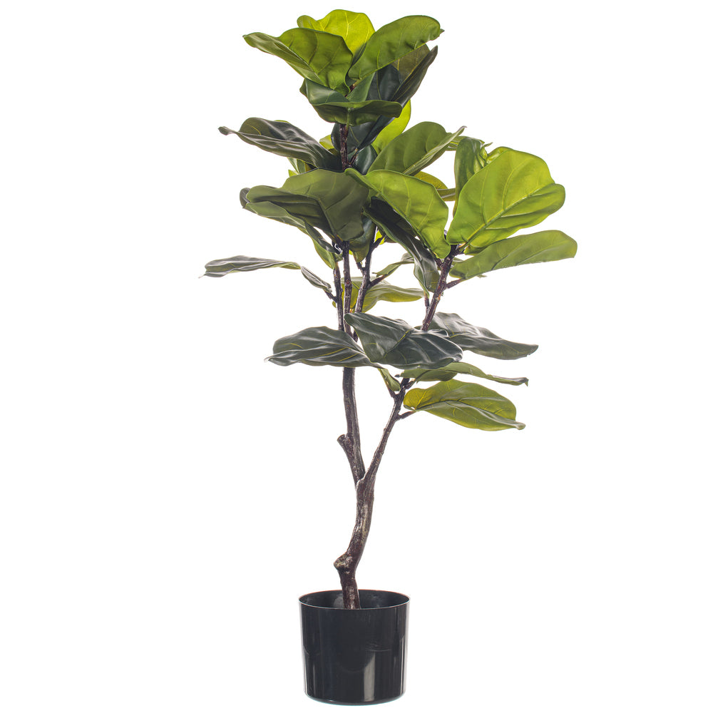 Arbol Ficus PANDURATA VR