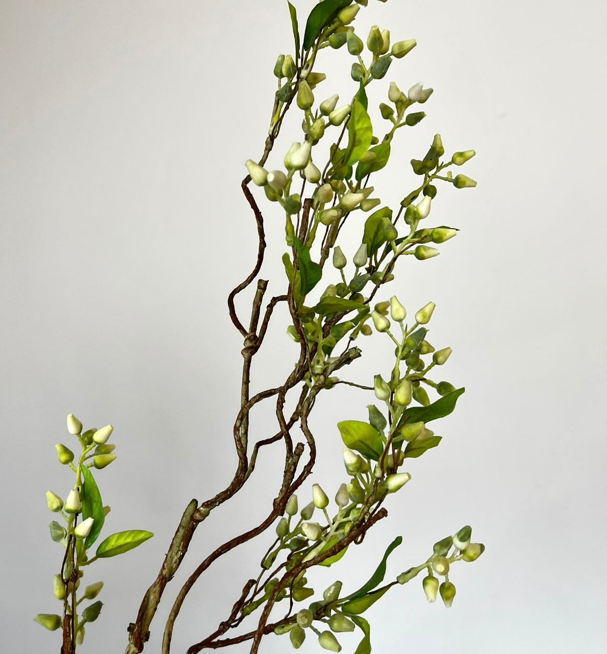 Follaje Planta Scallion y Berries VR
