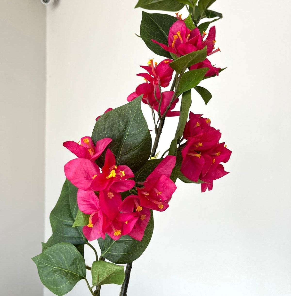 Flor Buganvilla