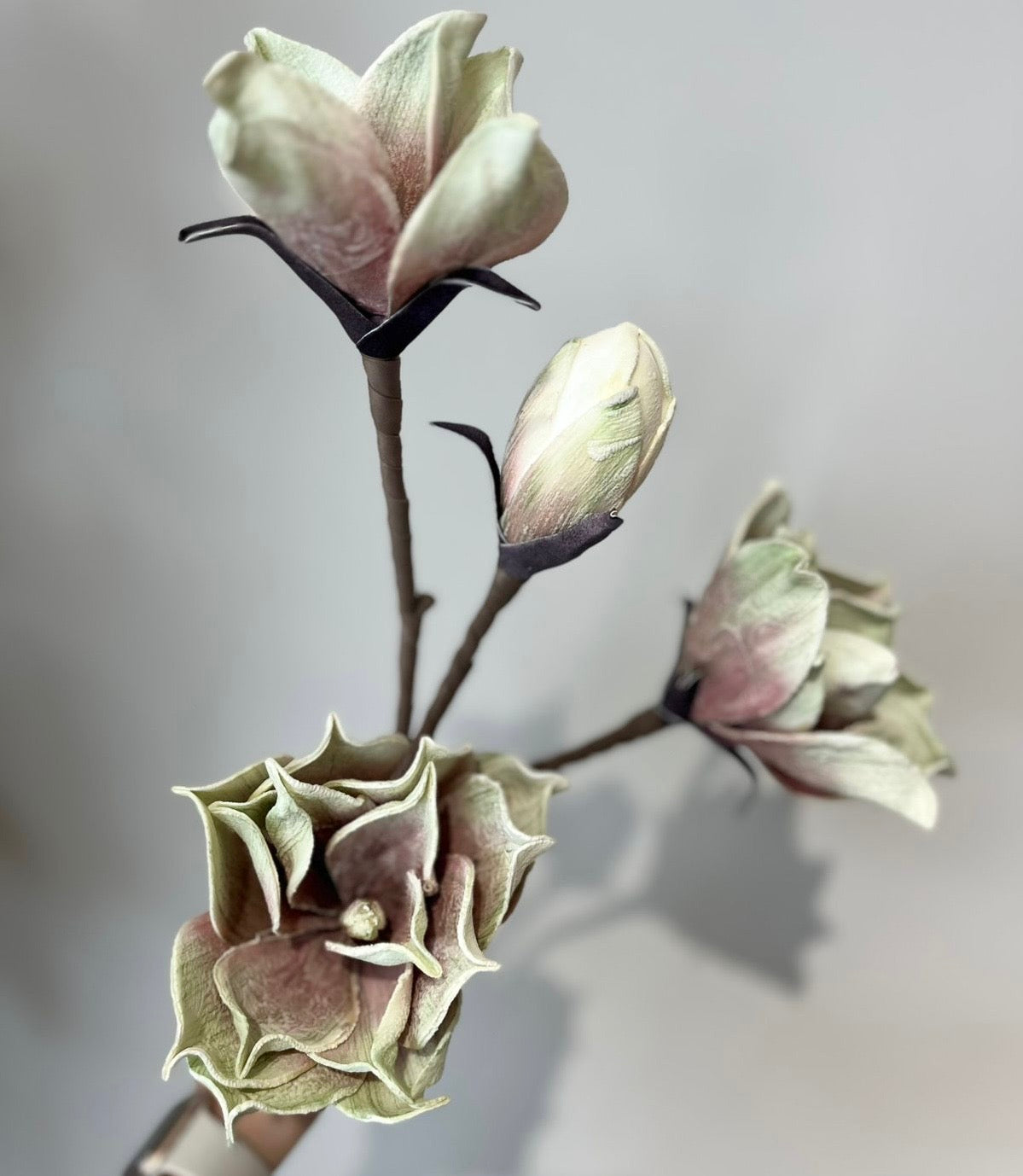 Flores MAGNOLIA VR