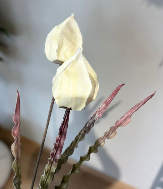 Flor de LINTERNA