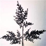 Varas Negras VR / Black sprays VR