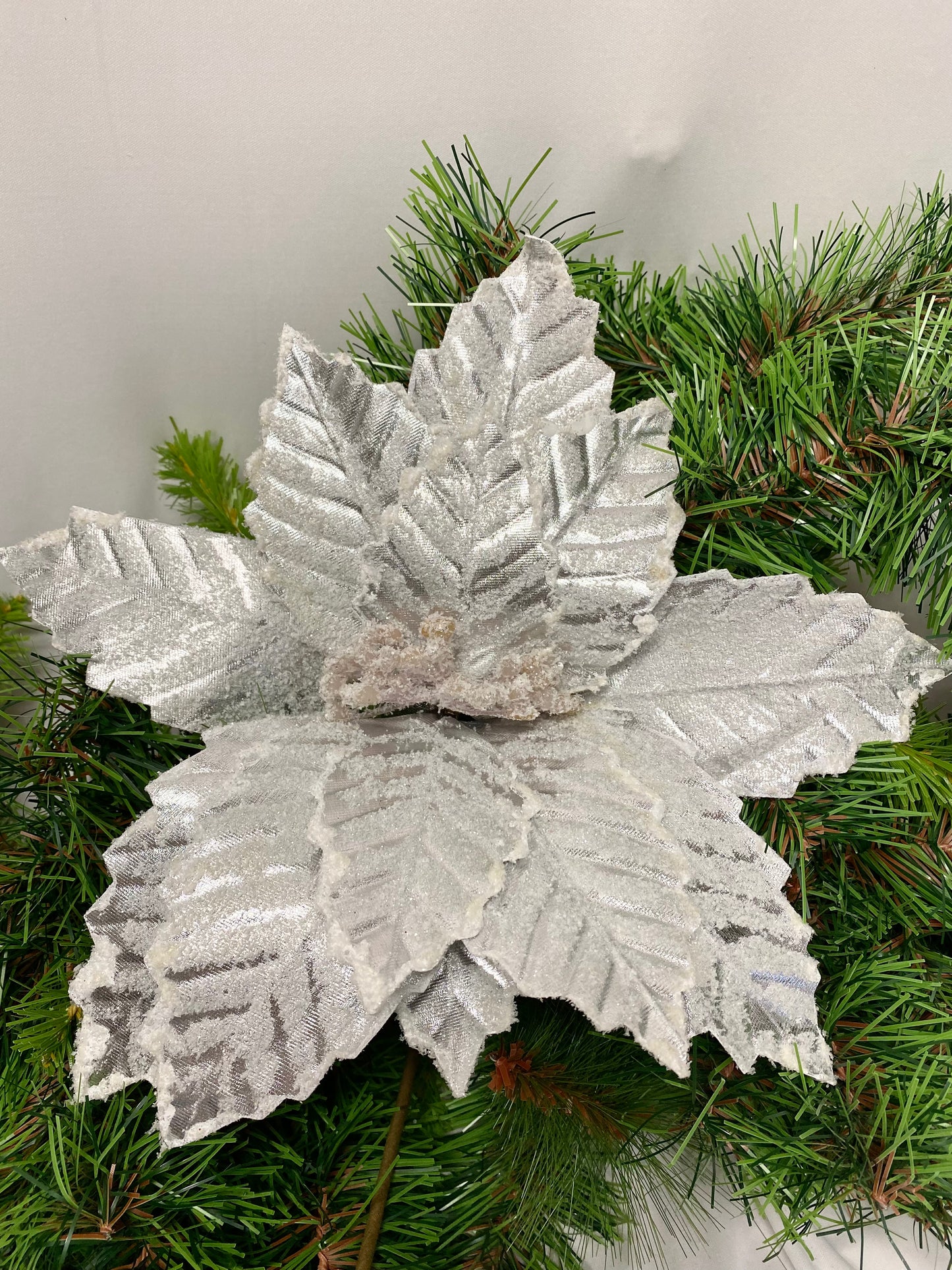 Noche buena plata / Silver Poinsettia