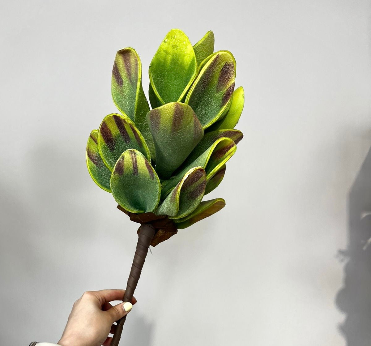 Follaje Planta CONO verde