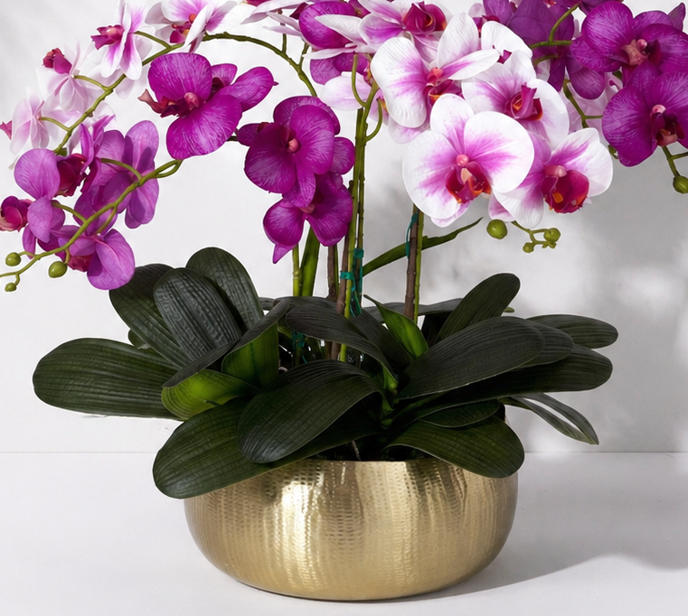 Follaje Planta Orquídea VR