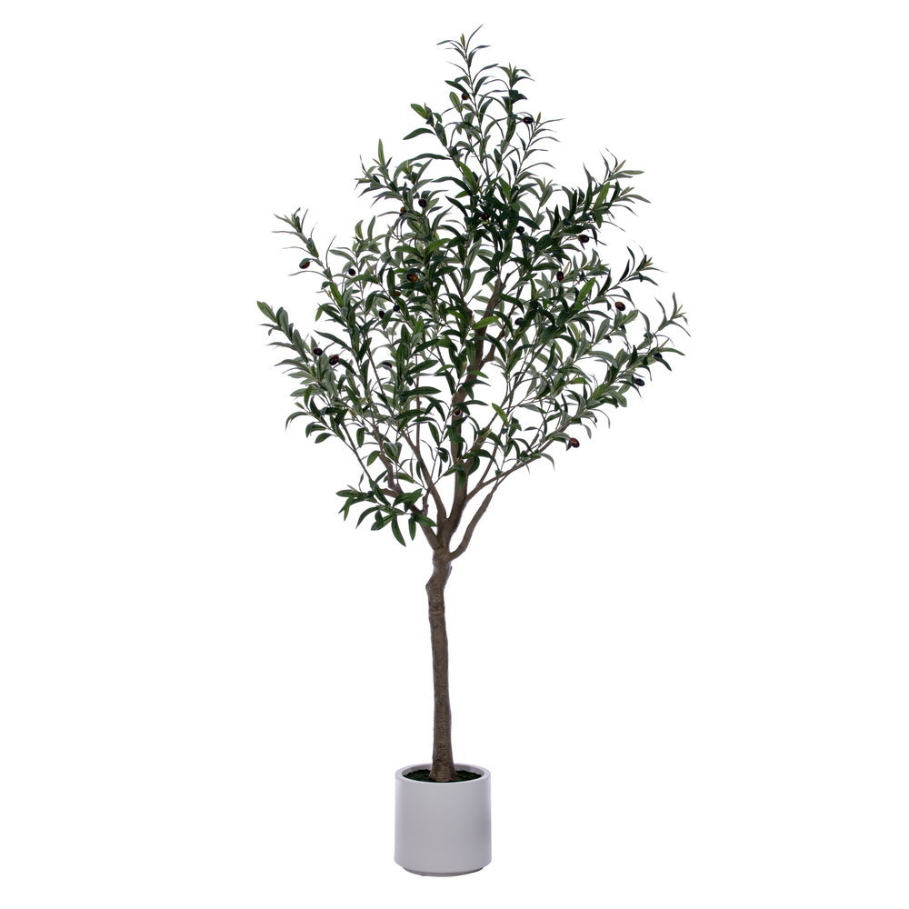 Arboles OLIVO VR