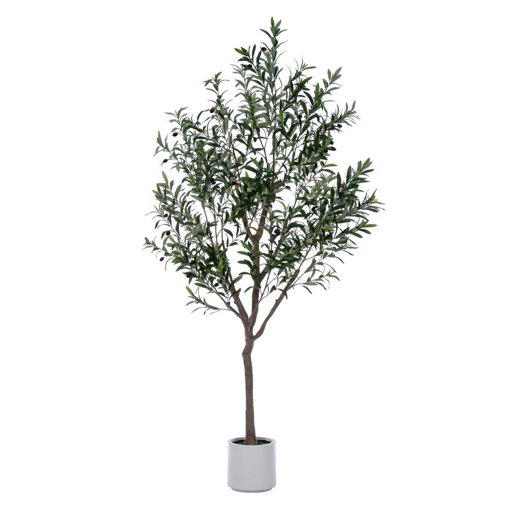 Arboles OLIVO VR
