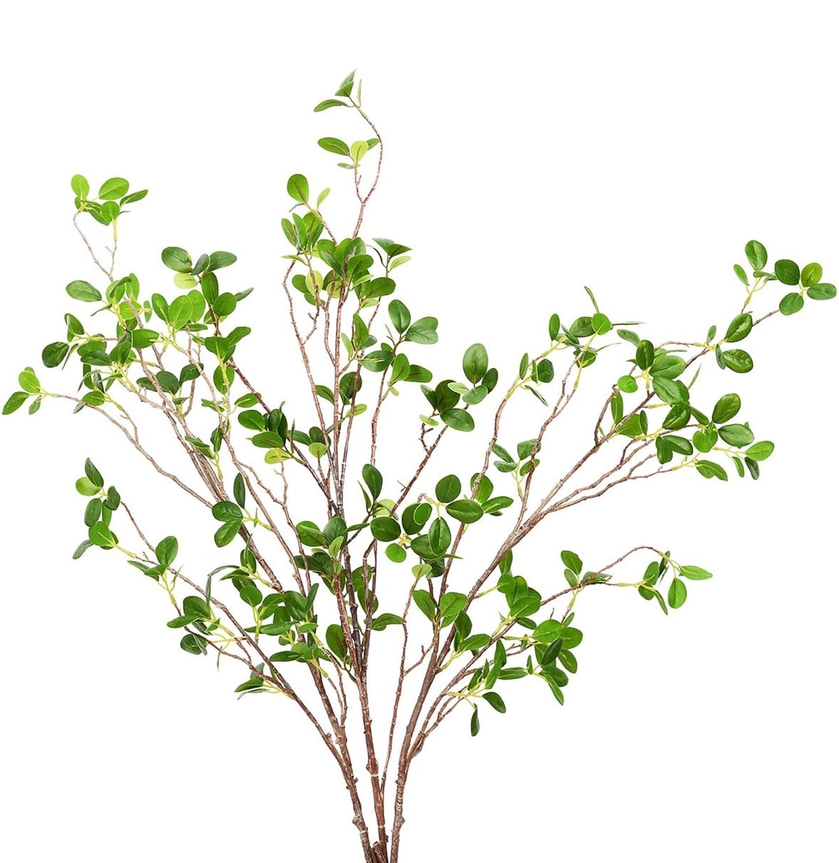 Follaje rama hoja verde