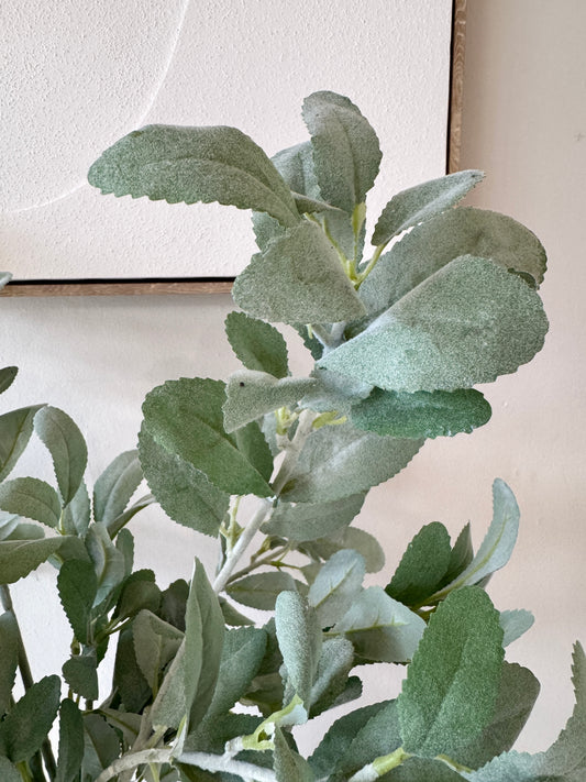 Follaje OREJA DE CORDERO