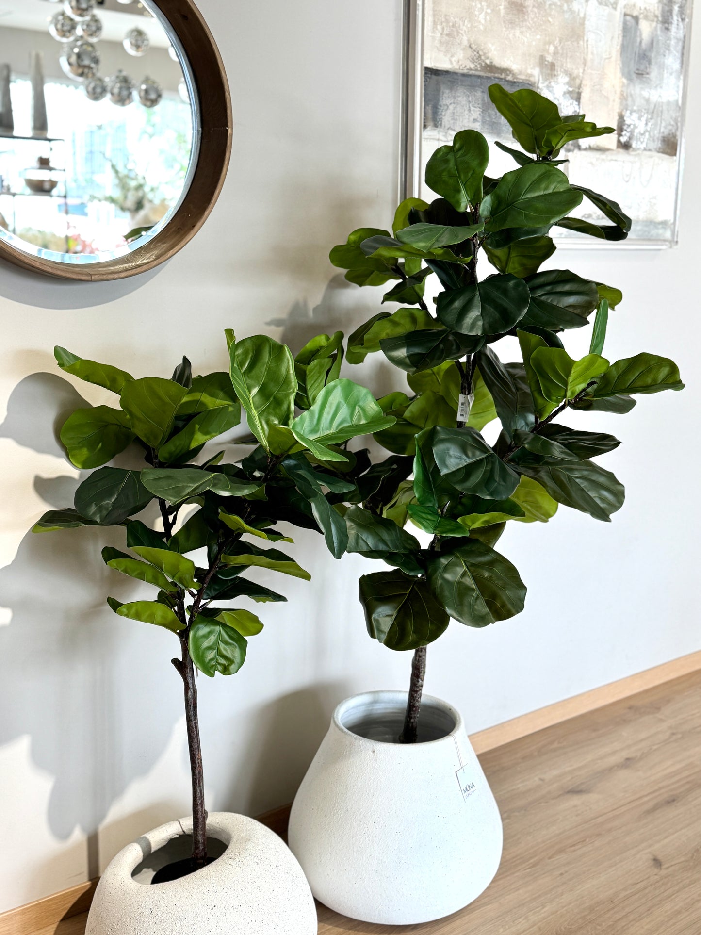 Arbol Ficus PANDURATA