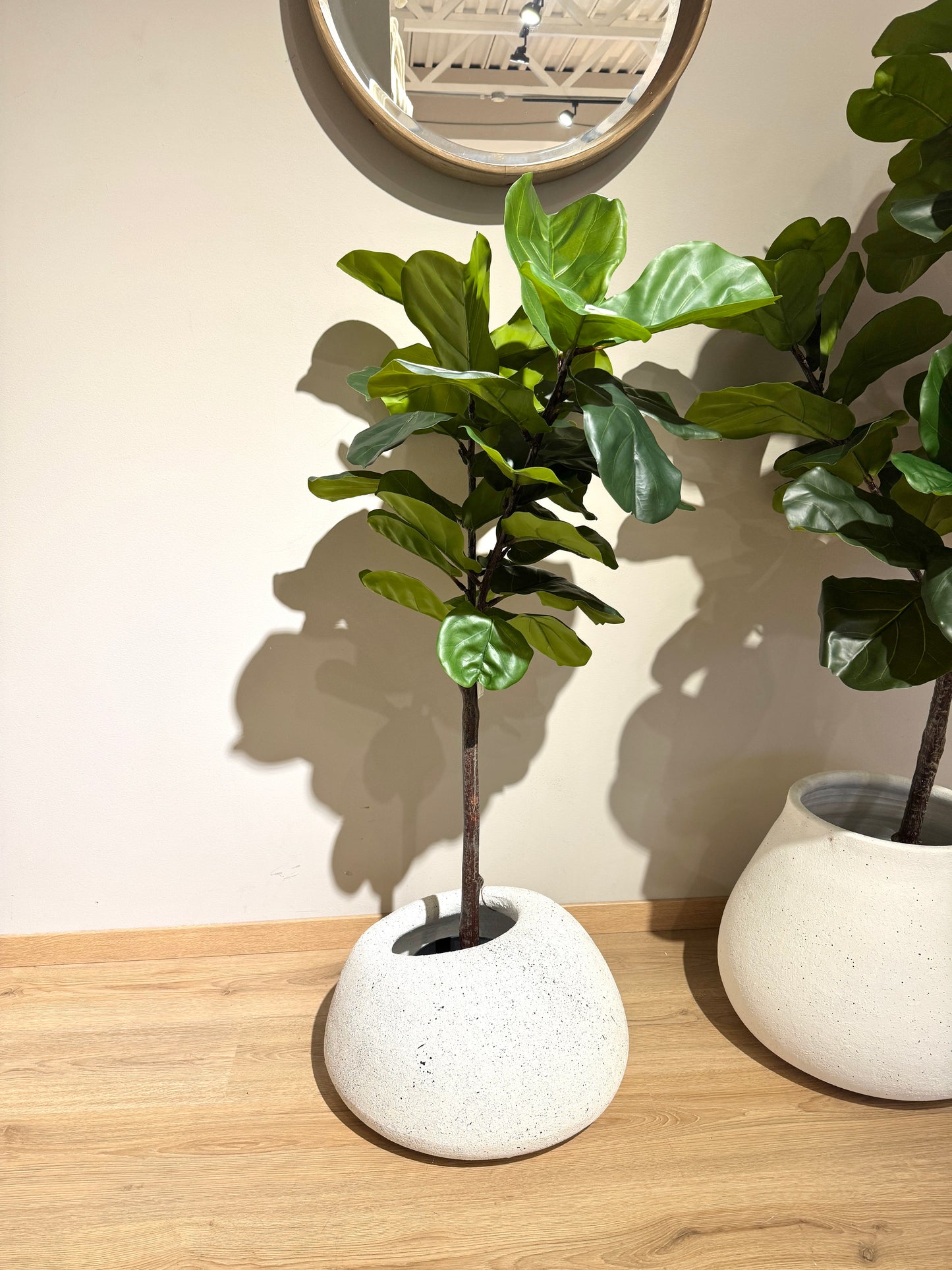 Arbol Ficus PANDURATA