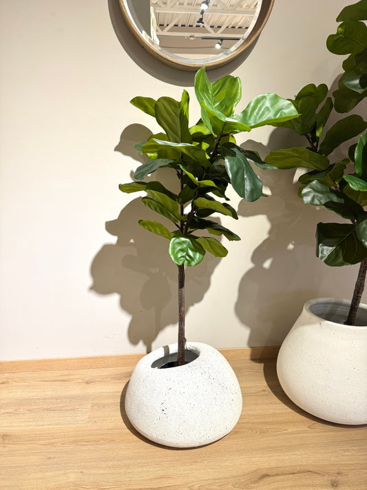 Arbol Ficus PANDURATA