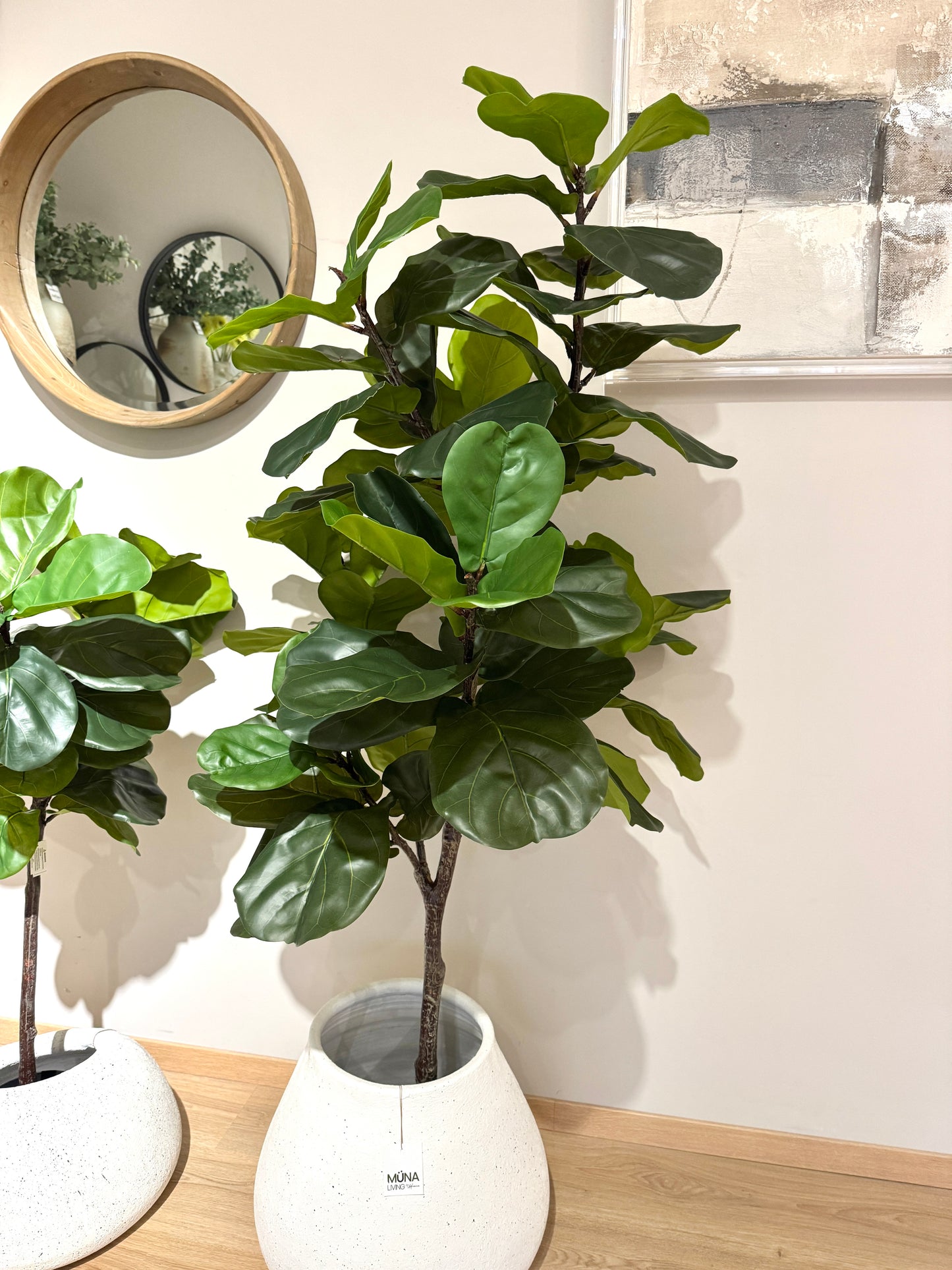 Arbol Ficus PANDURATA