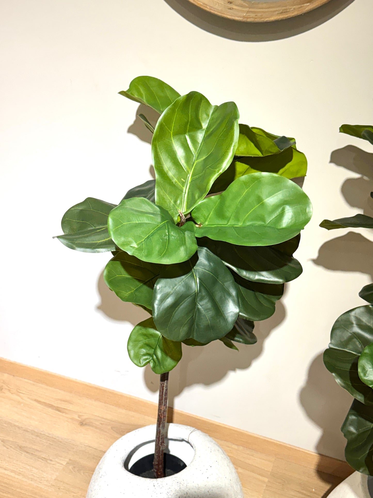 Arbol Ficus PANDURATA