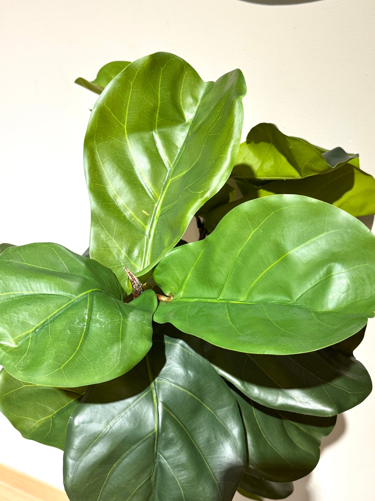 Arbol Ficus PANDURATA