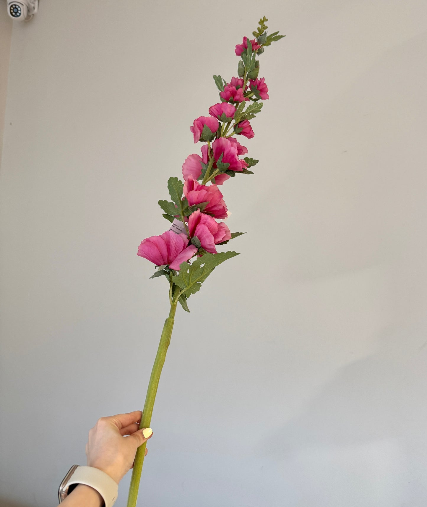 Flor ALCEA VR