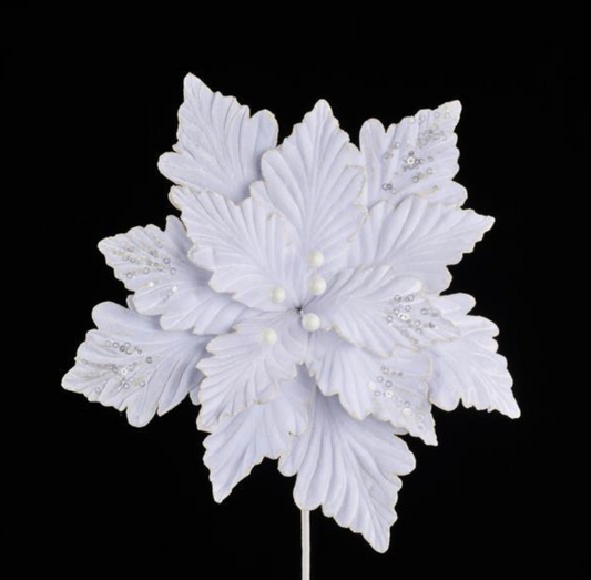 Noche buena blanca gigante / Giant white Poinsettia