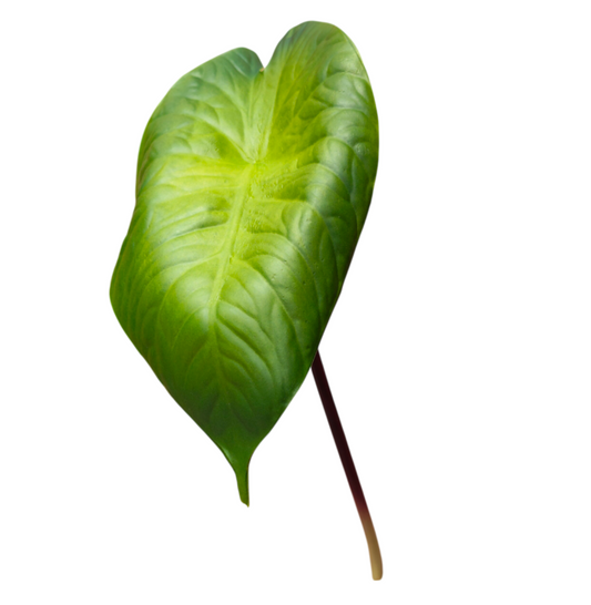 Follaje Alocasia VR