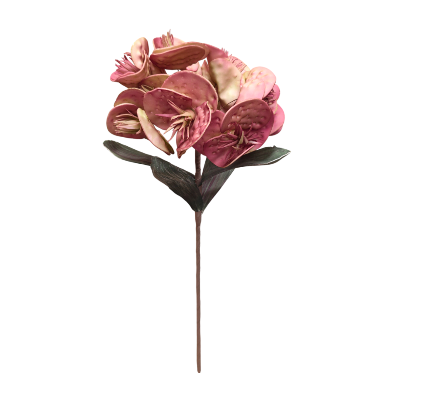 Flor exótica