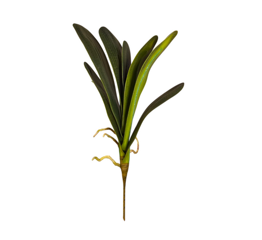 Follaje Planta Orquídea VR