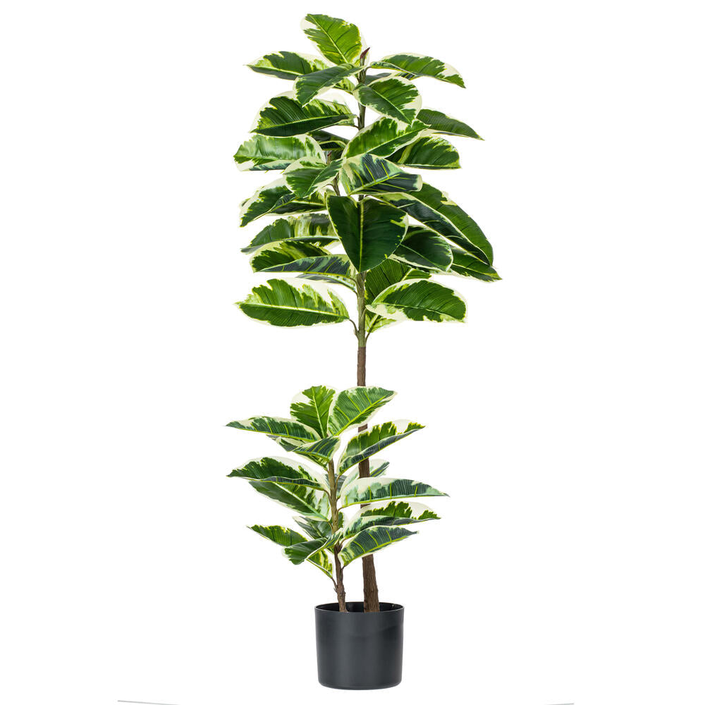 Arbol Dieffenbachia o Amoena Real Touch
