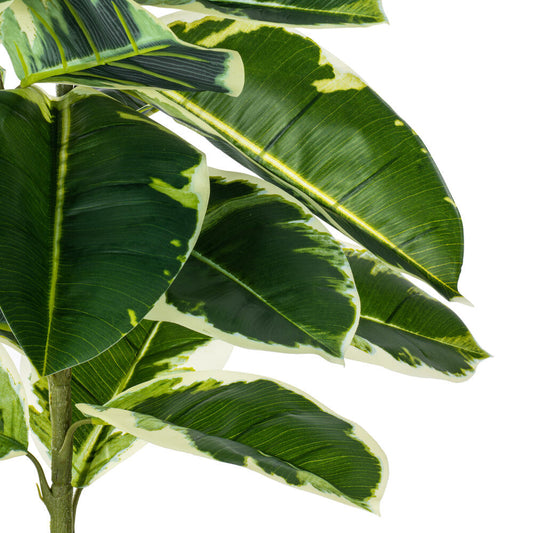 Arbol Dieffenbachia o Amoena Real Touch