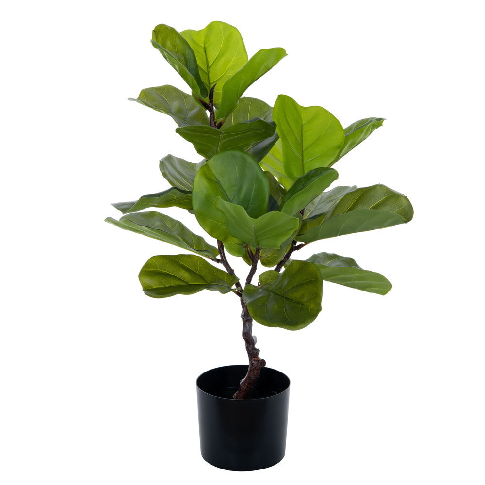 Arbol Ficus PANDURATA VR